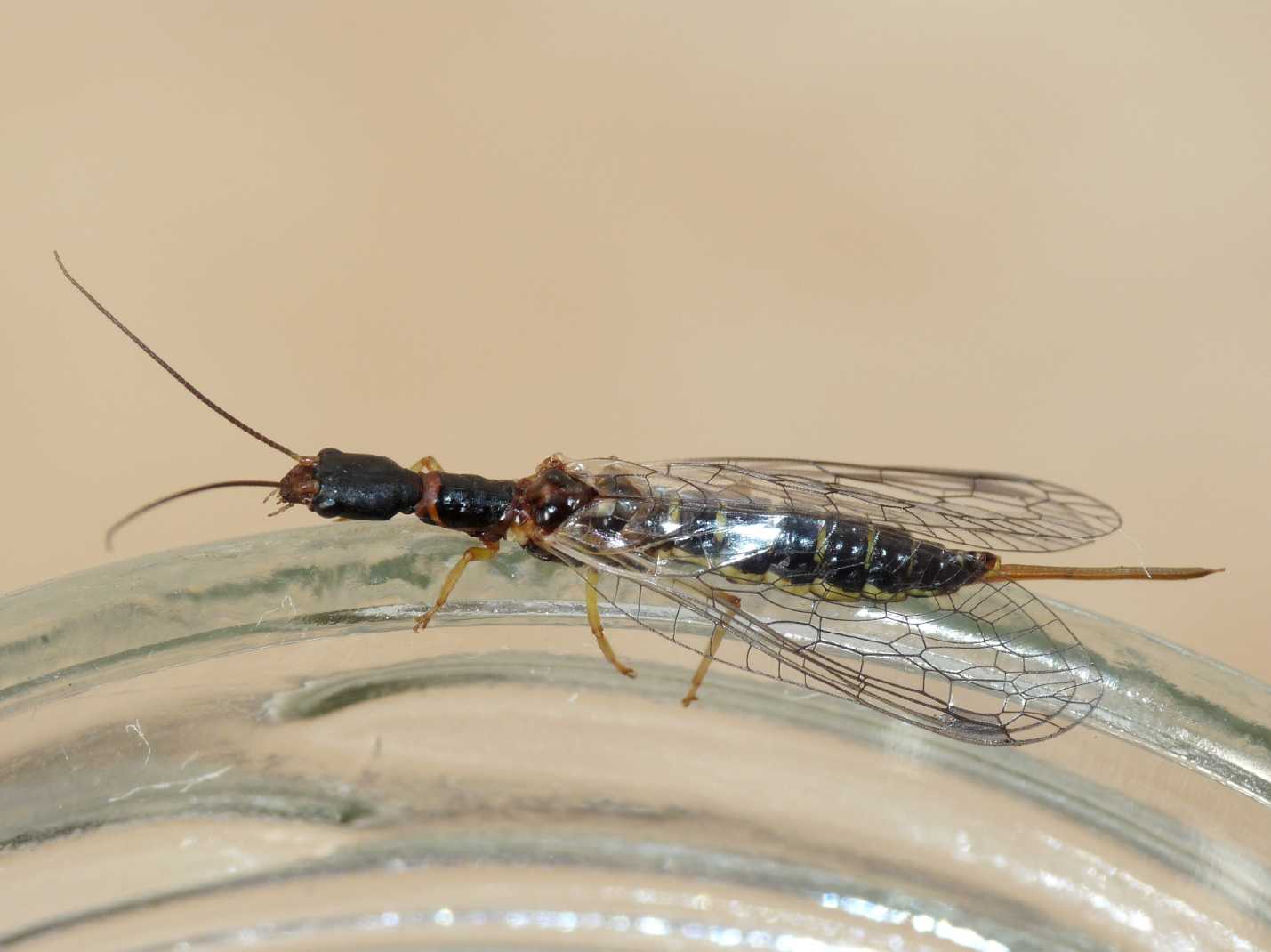 Parainocellia bicolor